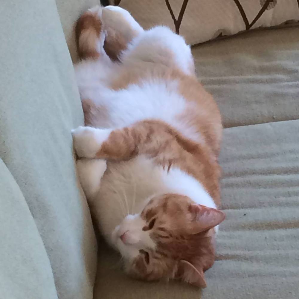 Meet your Posher, Michelle